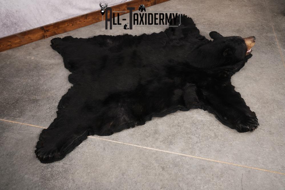 Black Bear Taxidermy Rug SKU 2607 - Image 3