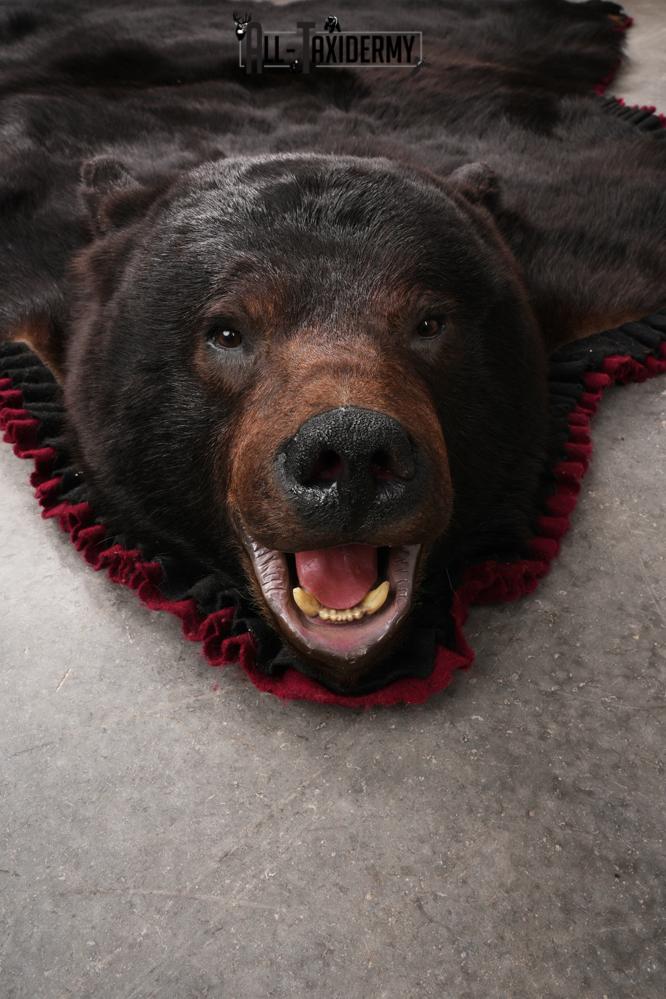 Black Bear Taxidermy Rug SKU 2617 - Image 7
