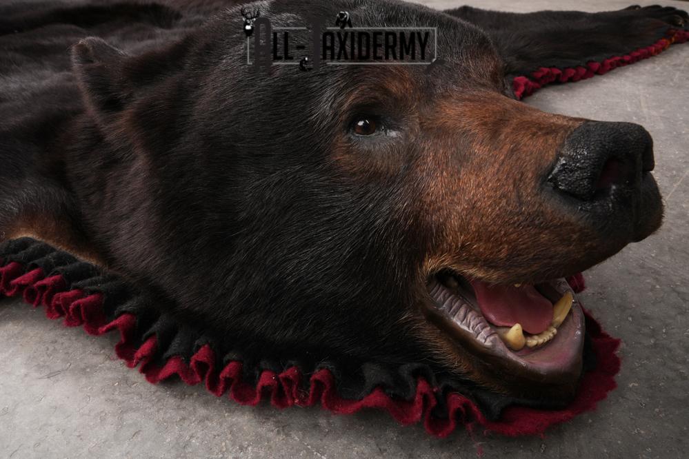 Black Bear Taxidermy Rug SKU 2617 - Image 6