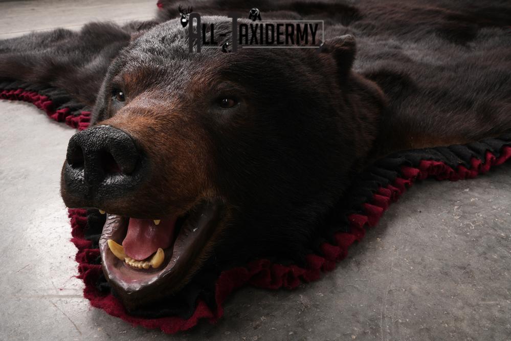 Black Bear Taxidermy Rug SKU 2617 - Image 5