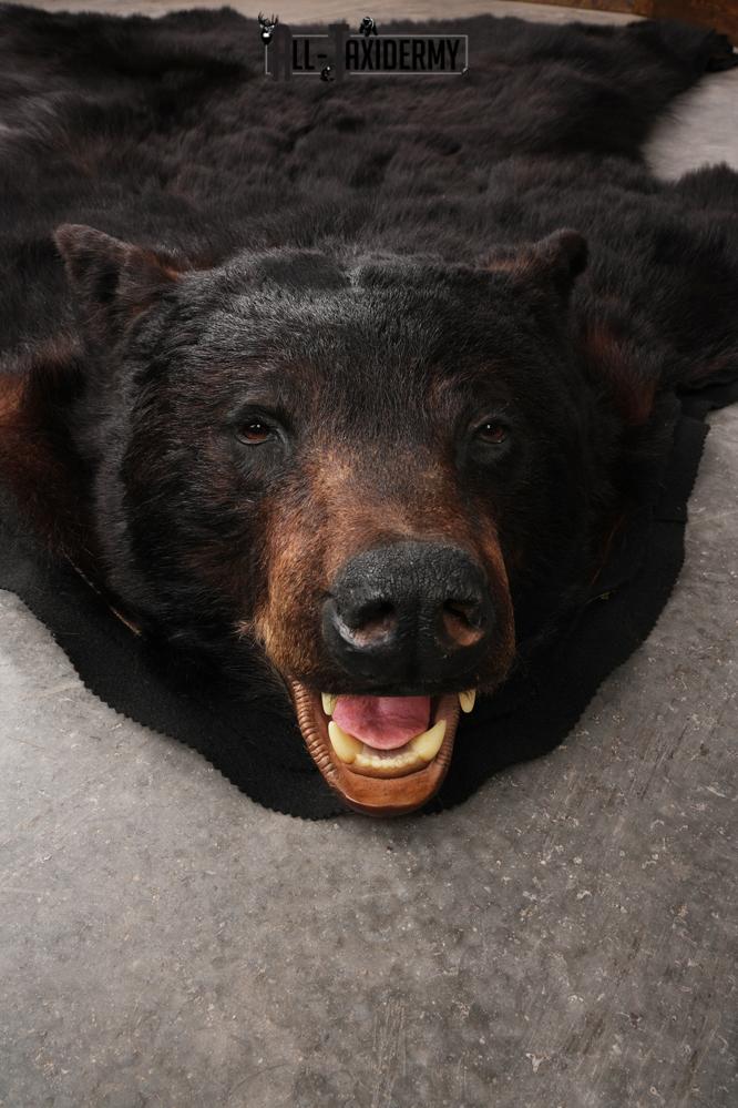 XL Black Bear Taxidermy Rug SKU 2618 - Image 8
