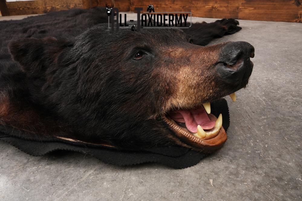 XL Black Bear Taxidermy Rug SKU 2618 - Image 7