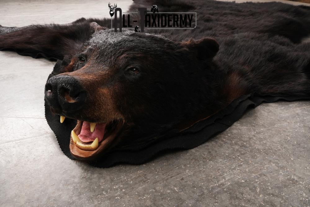 XL Black Bear Taxidermy Rug SKU 2618 - Image 6