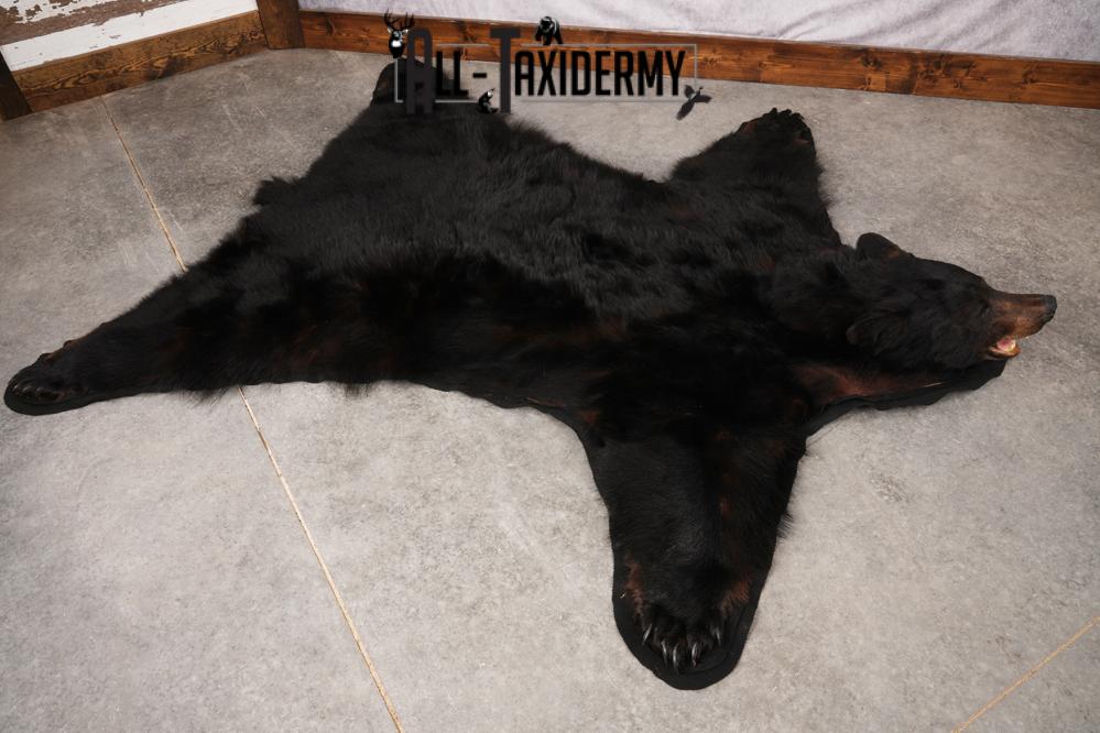 XL Black Bear Taxidermy Rug SKU 2618