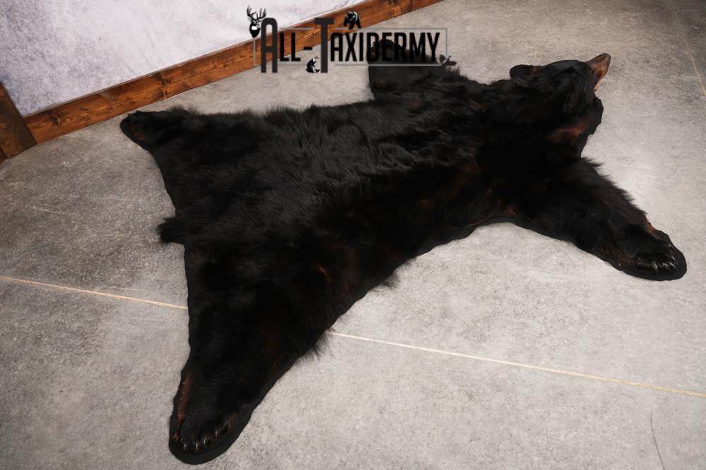 XL Black Bear Taxidermy Rug SKU 2618 - Image 4