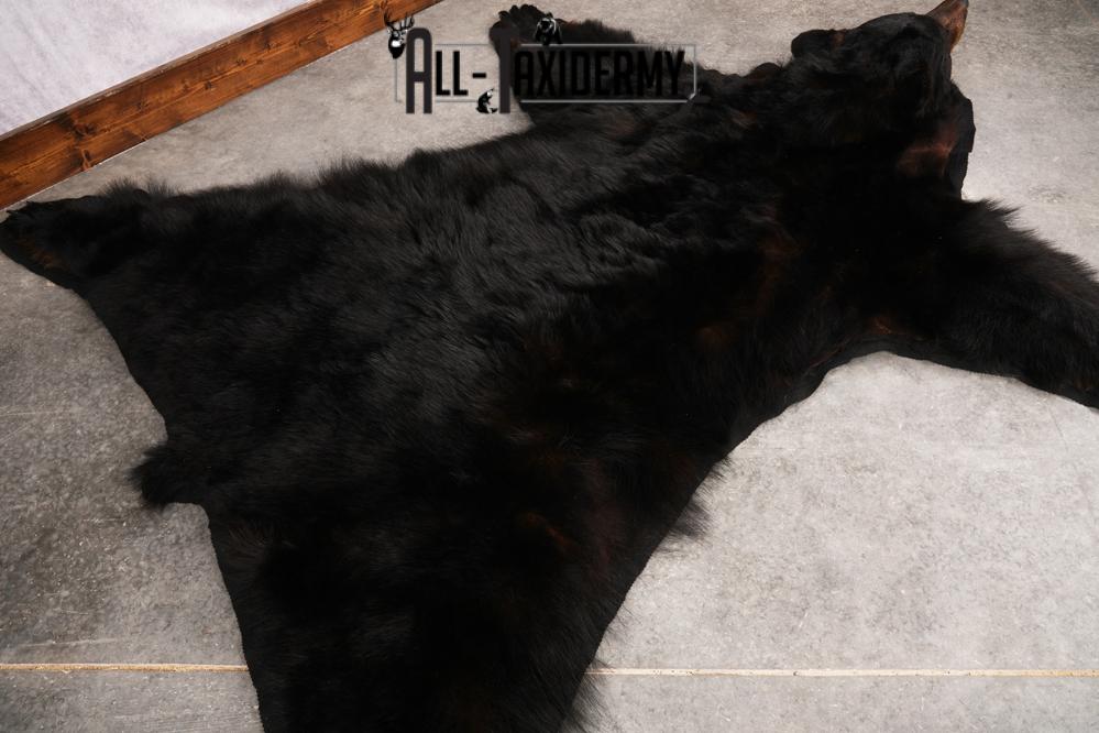 XL Black Bear Taxidermy Rug SKU 2618 - Image 3