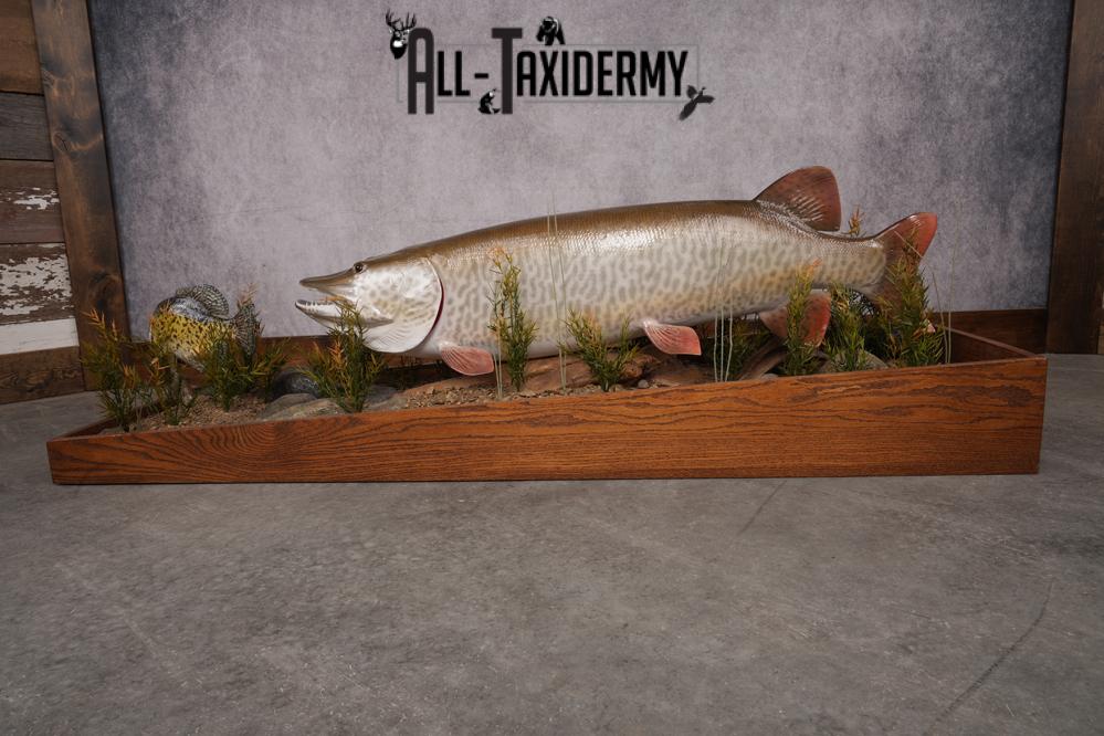 51 "Tiger Muskie chasing Crappie Taxidermy Replica SKU 2614 - Image 16