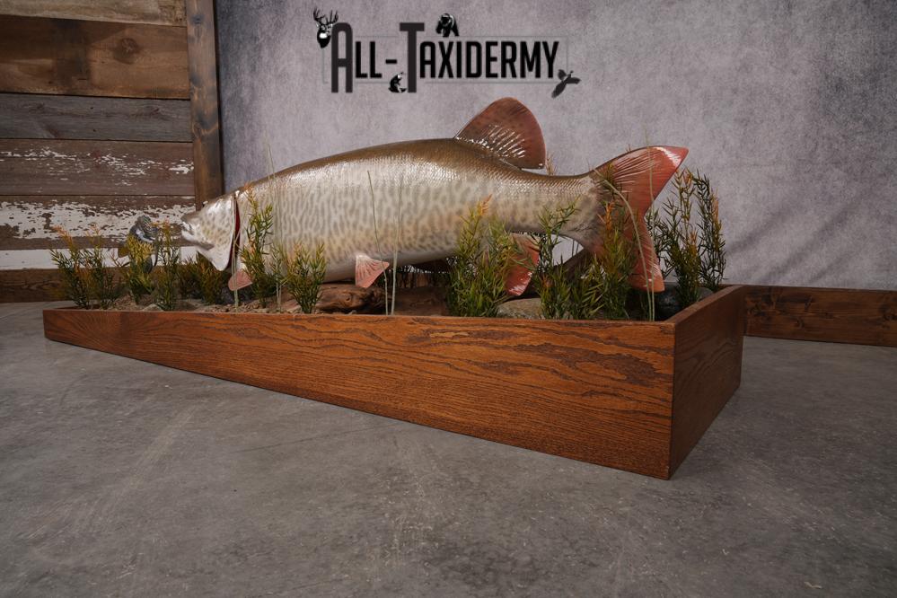 51 "Tiger Muskie chasing Crappie Taxidermy Replica SKU 2614 - Image 15