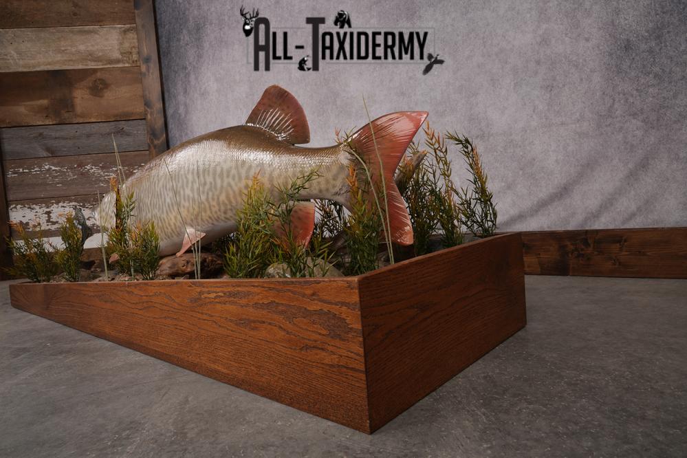 51 "Tiger Muskie chasing Crappie Taxidermy Replica SKU 2614 - Image 14