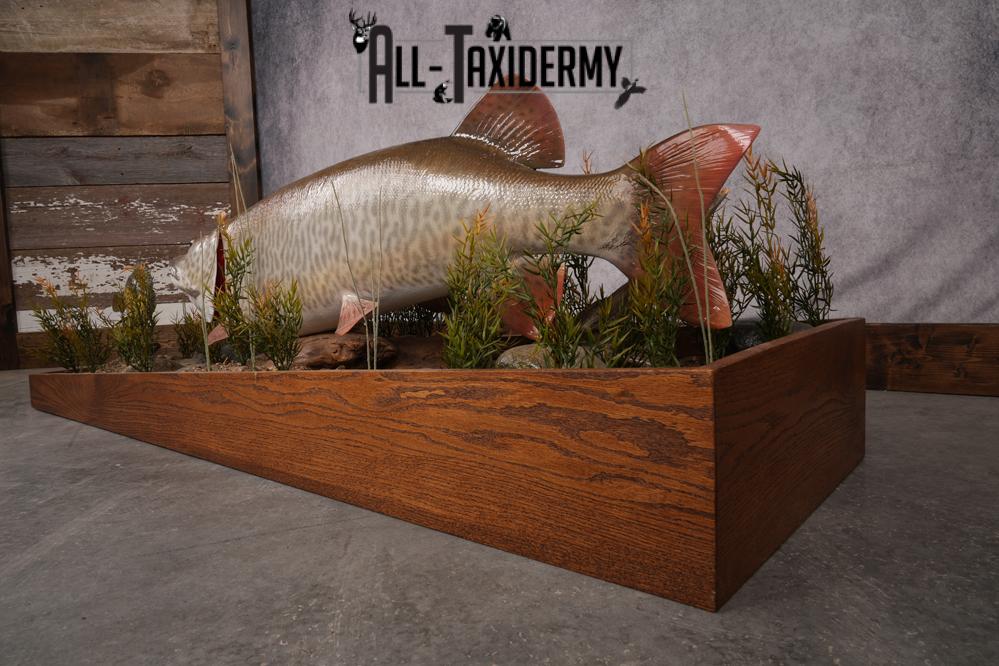 51 "Tiger Muskie chasing Crappie Taxidermy Replica SKU 2614 - Image 13