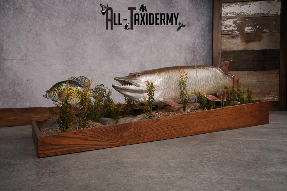 51 "Tiger Muskie chasing Crappie Taxidermy Replica SKU 2614 - Image 12