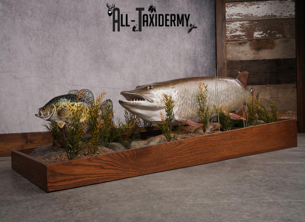 51 "Tiger Muskie chasing Crappie Taxidermy Replica SKU 2614 - Image 11