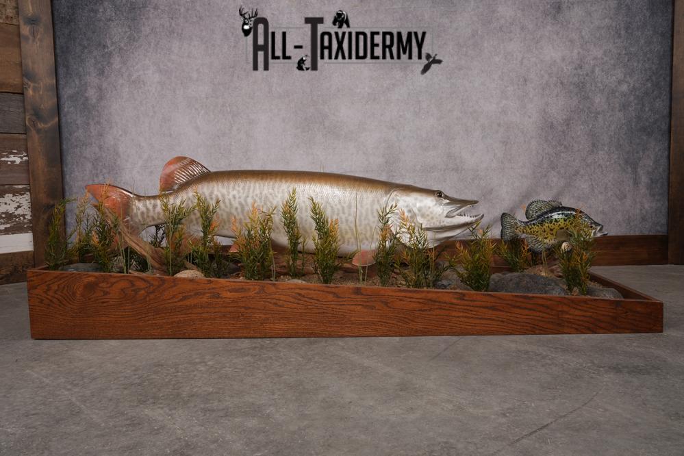 51 "Tiger Muskie chasing Crappie Taxidermy Replica SKU 2614 - Image 10