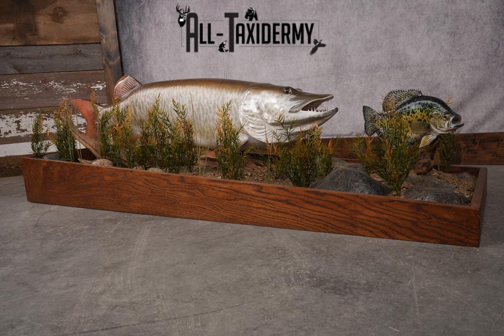 51 "Tiger Muskie chasing Crappie Taxidermy Replica SKU 2614 - Image 9