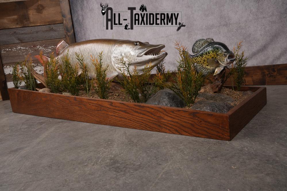 Muskie chasing crappie