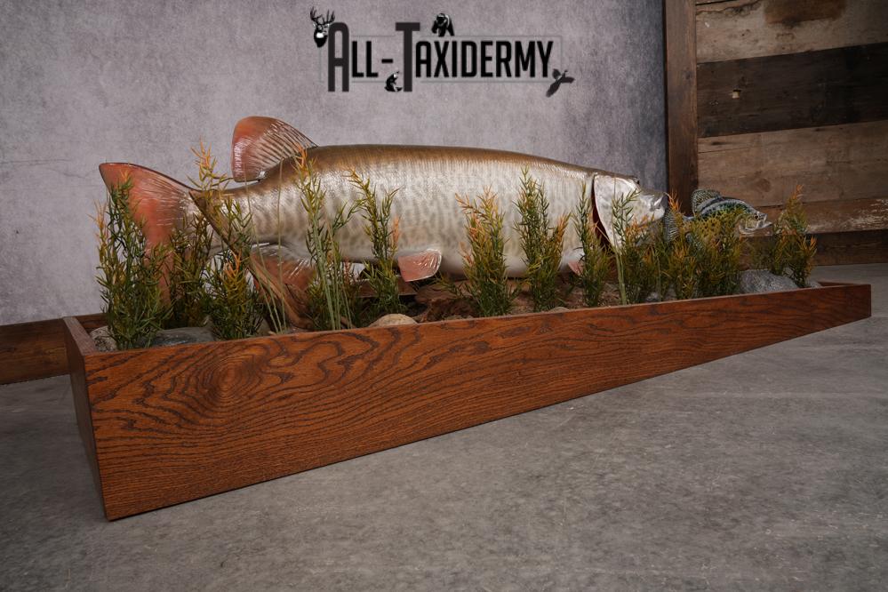 51 "Tiger Muskie chasing Crappie Taxidermy Replica SKU 2614 - Image 7