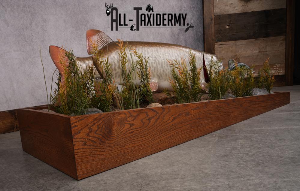 51 "Tiger Muskie chasing Crappie Taxidermy Replica SKU 2614 - Image 6