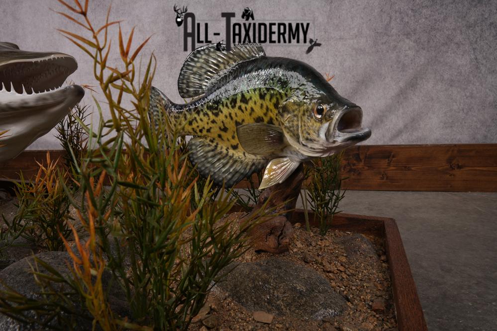 51 "Tiger Muskie chasing Crappie Taxidermy Replica SKU 2614 - Image 5