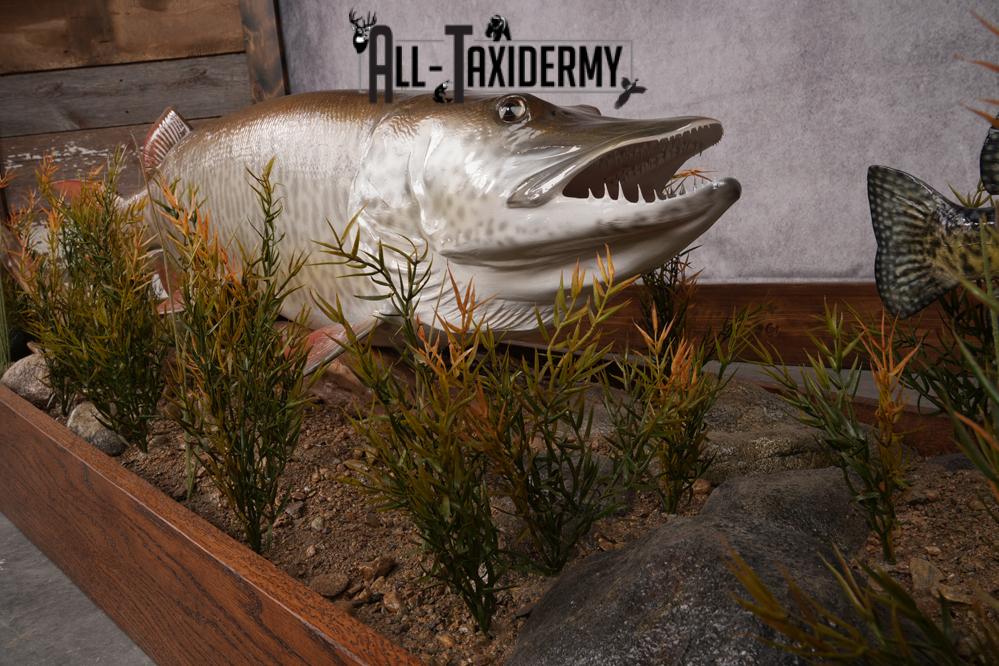 51 "Tiger Muskie chasing Crappie Taxidermy Replica SKU 2614 - Image 4