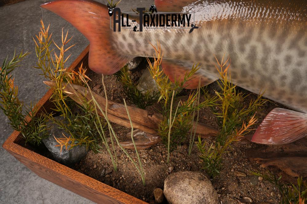 51 "Tiger Muskie chasing Crappie Taxidermy Replica SKU 2614 - Image 2