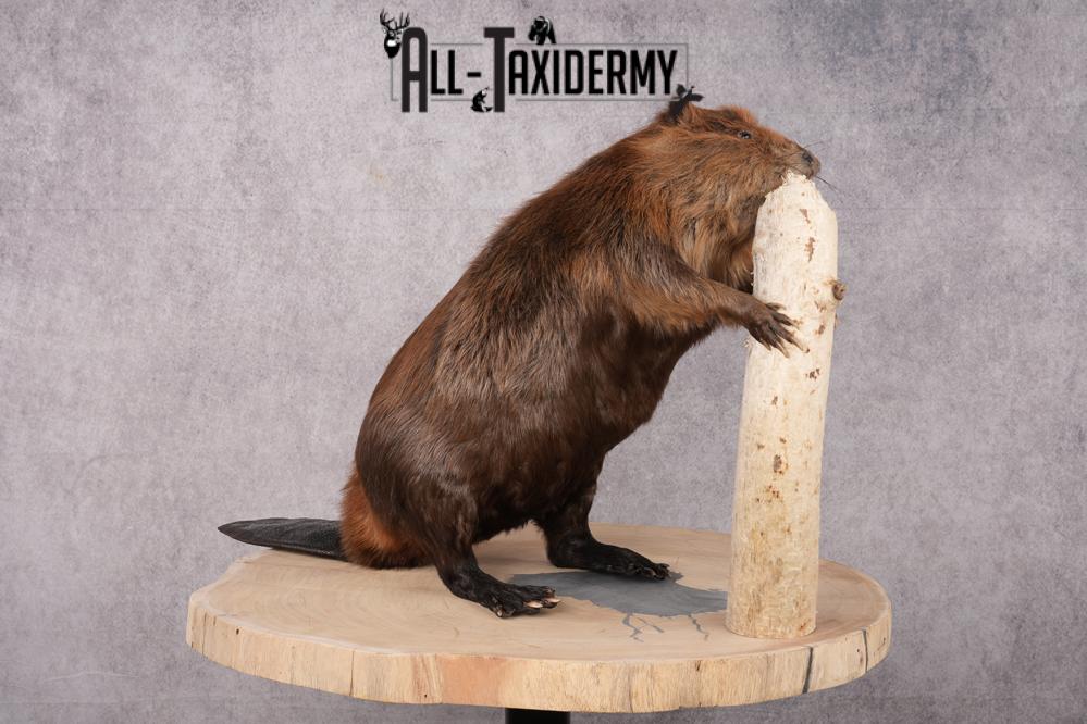 Beaver Taxidermy Mount SKU 2632 - Image 13
