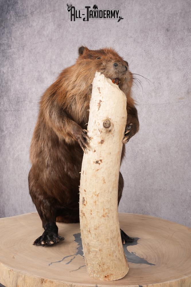 Beaver Taxidermy