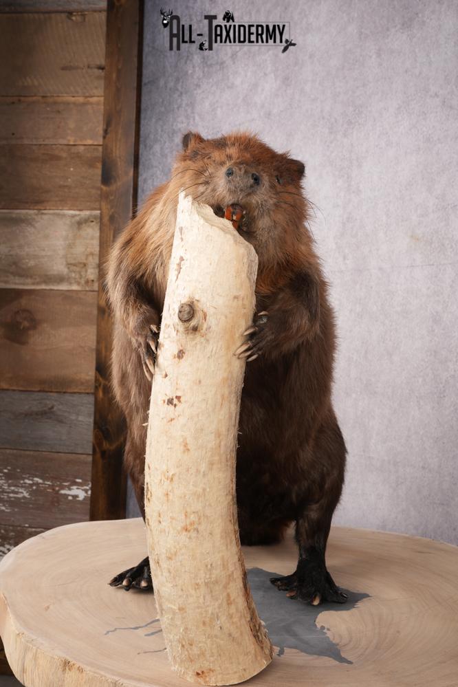 Beaver Taxidermy Mount SKU 2632 - Image 11