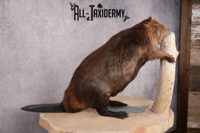 Beaver Taxidermy Mount SKU 2632