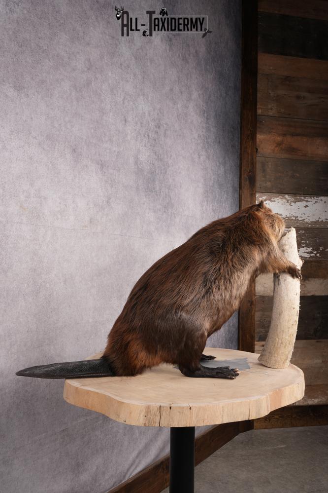 Beaver Taxidermy Mount SKU 2632 - Image 9