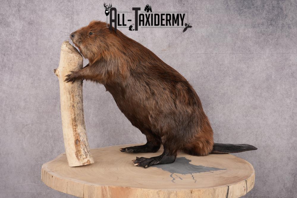 Beaver Taxidermy Mount SKU 2632 - Image 8