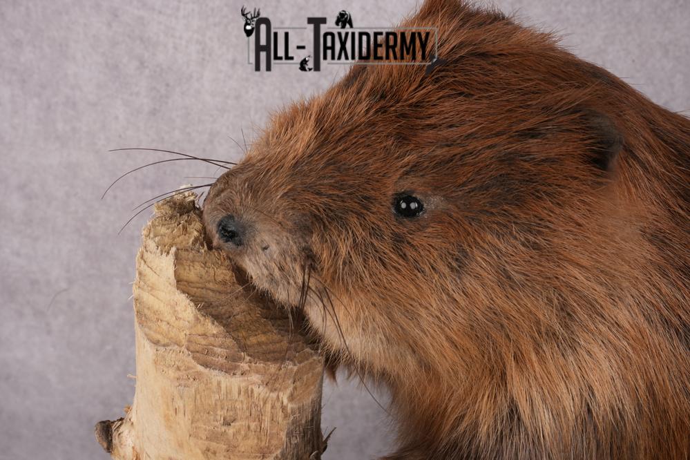 Beaver Taxidermy Mount SKU 2632 - Image 7
