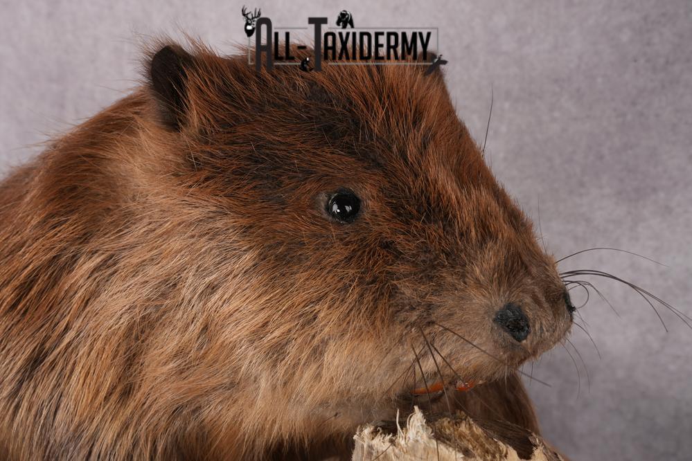 Beaver Taxidermy Mount SKU 2632 - Image 6