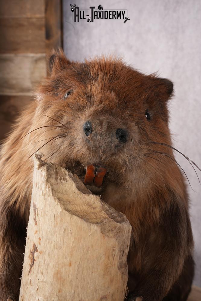 Beaver Taxidermy Mount SKU 2632 - Image 5
