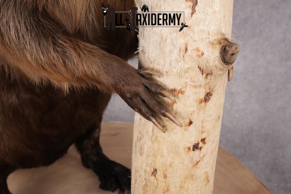 Beaver Taxidermy Mount SKU 2632 - Image 4