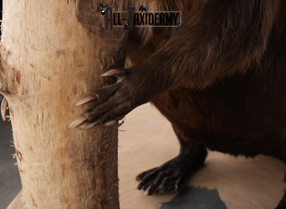 Beaver Taxidermy Mount SKU 2632 - Image 3