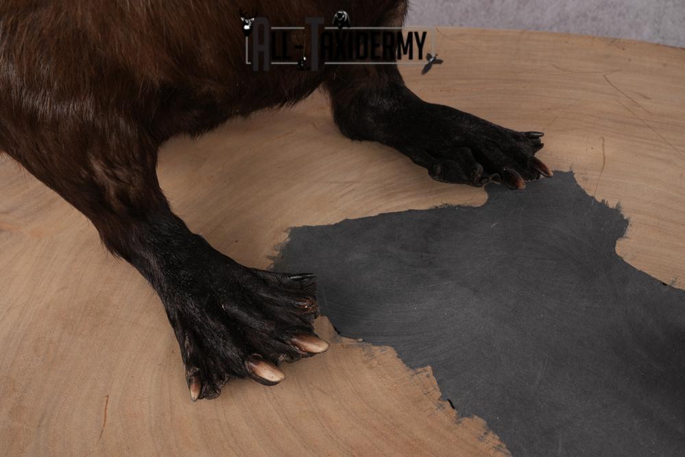 Beaver Taxidermy Mount SKU 2632 - Image 2