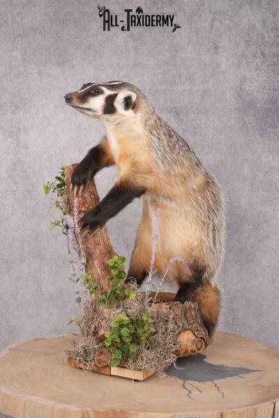 Badger Taxidermy