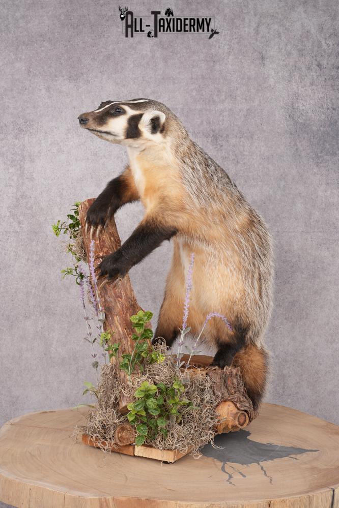 Badger Taxidermy