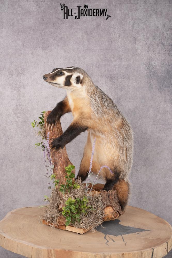 Full Body Badger Taxidermy Mount SKU 2633 - Image 12