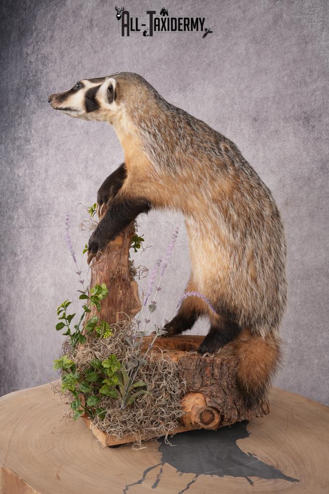 Full Body Badger Taxidermy Mount SKU 2633 - Image 11
