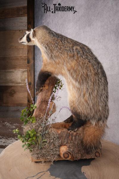 Full Body Badger Taxidermy Mount SKU 2633 - All Taxidermy