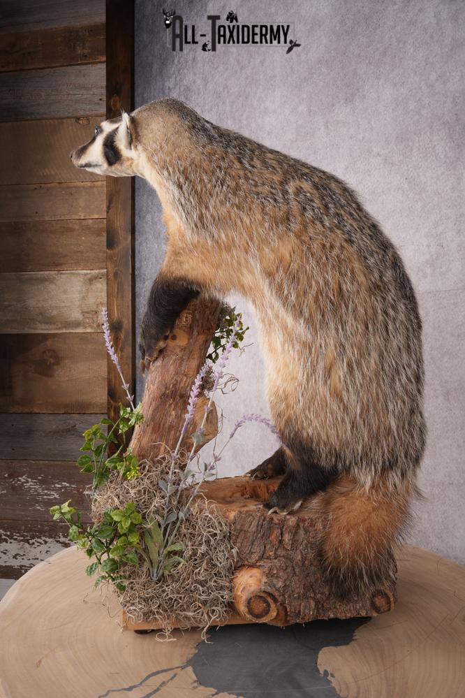 Full Body Badger Taxidermy Mount SKU 2633 - Image 10