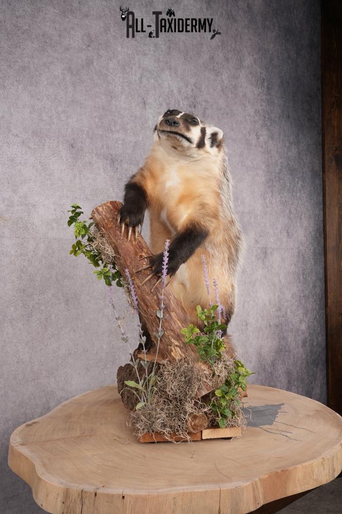 Full Body Badger Taxidermy Mount SKU 2633 - Image 9