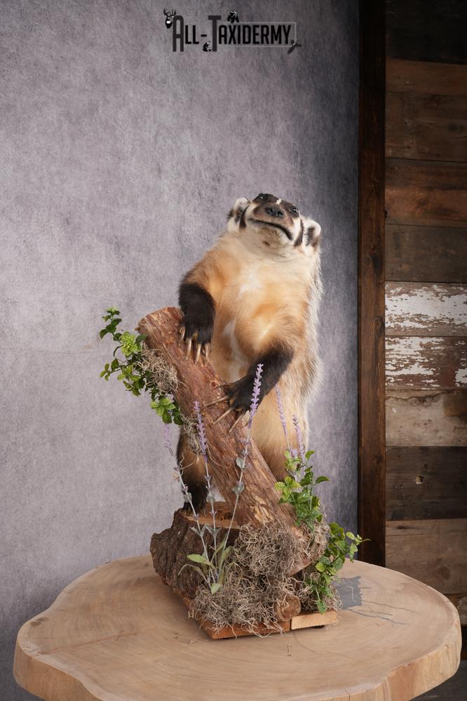 Full Body Badger Taxidermy Mount SKU 2633 - Image 8