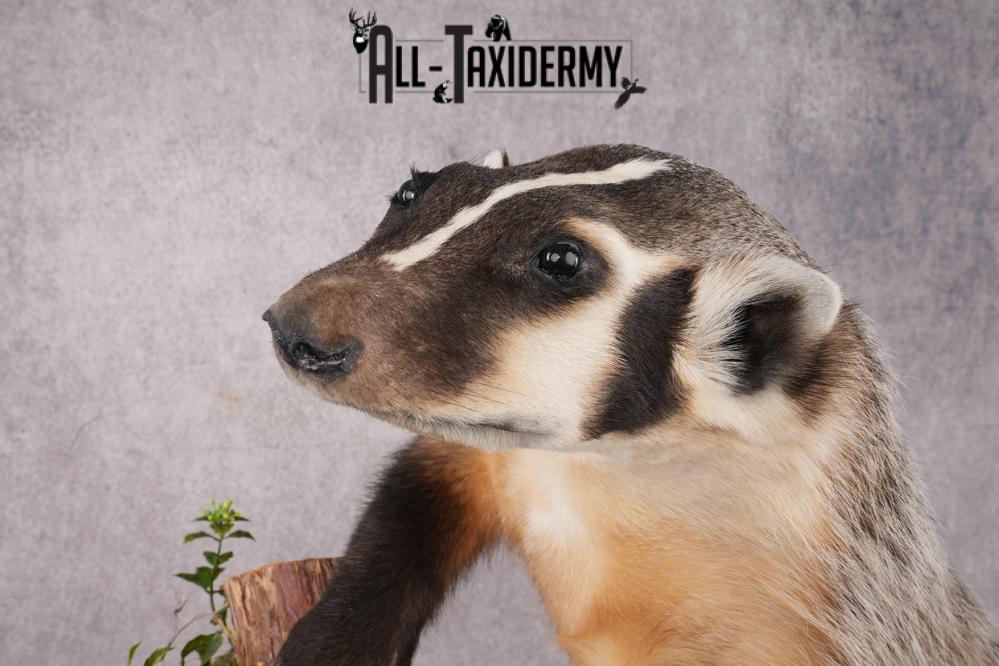 Full Body Badger Taxidermy Mount SKU 2633 - Image 7