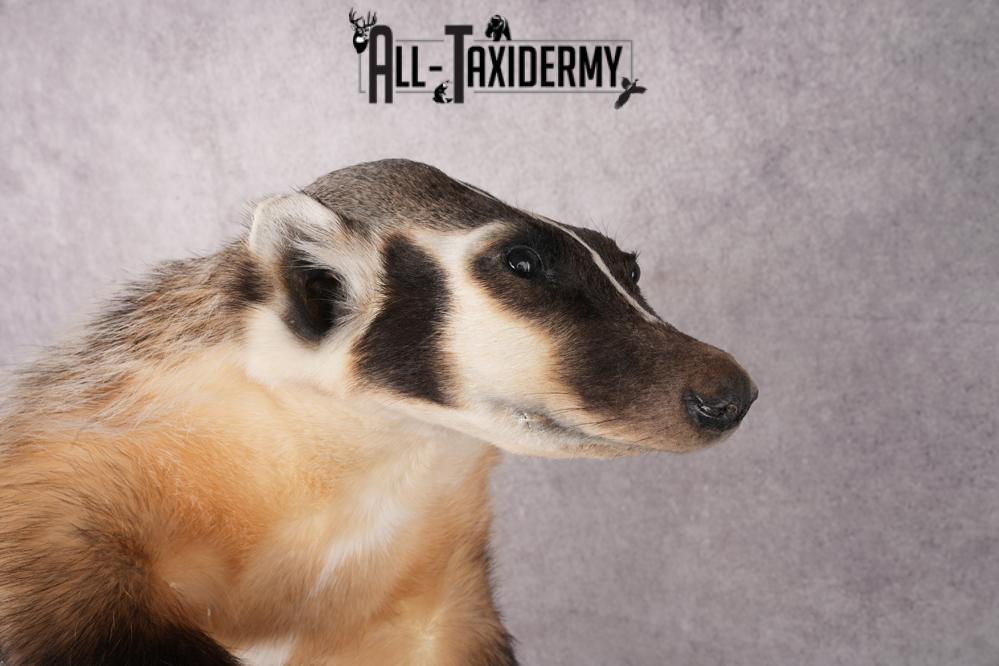 Full Body Badger Taxidermy Mount SKU 2633 - Image 6