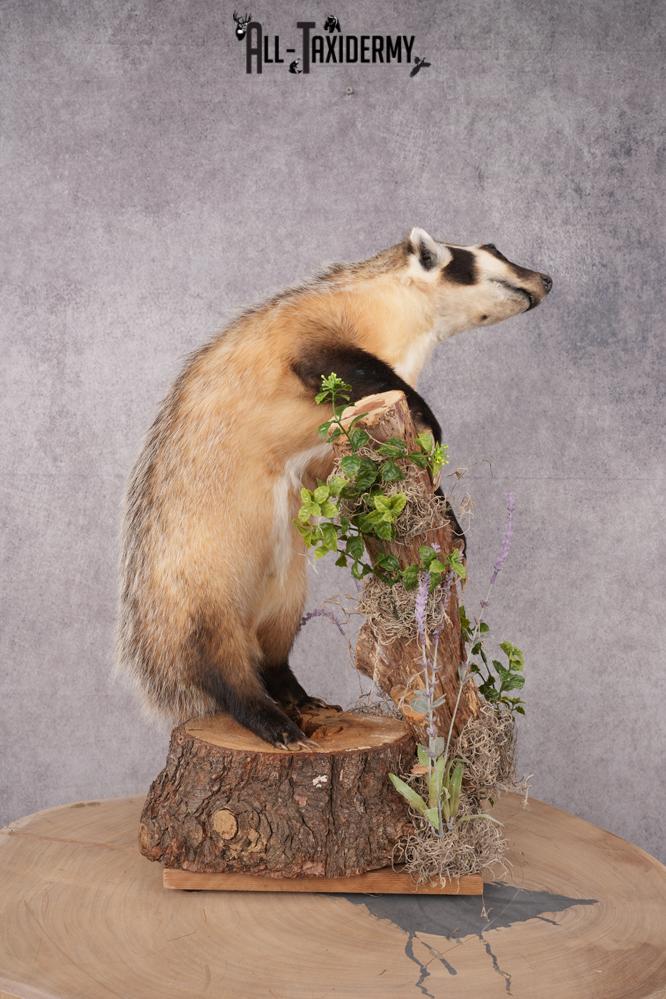 Full Body Badger Taxidermy Mount SKU 2633 - Image 5
