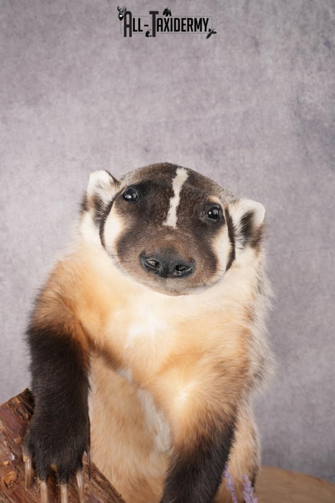 Full Body Badger Taxidermy Mount SKU 2633 - Image 4