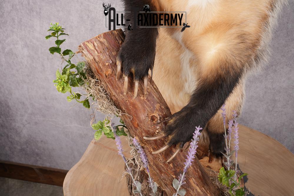Full Body Badger Taxidermy Mount SKU 2633 - Image 3