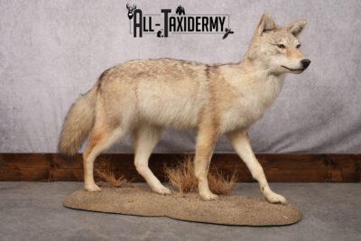 Full Body Coyote Taxidermy Mount SKU 2678